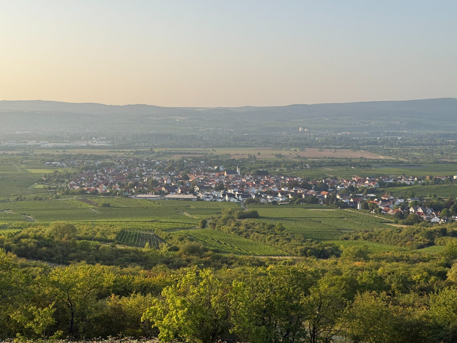 Ockenheim vom St. Jakobsberg